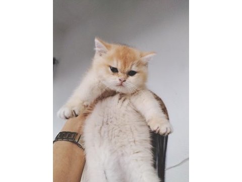 Altın sarısı ny12 british shorthair