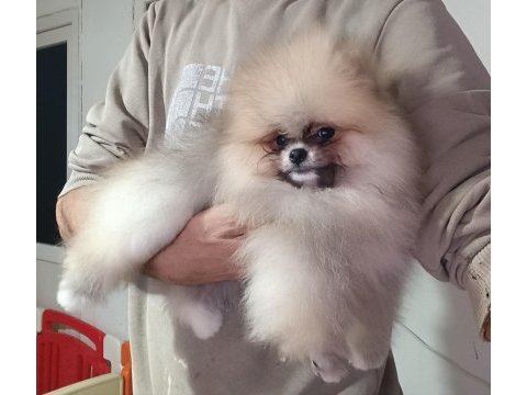 Pomeranian boo orjinal