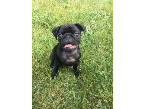 Acil sahip aranıyor pug