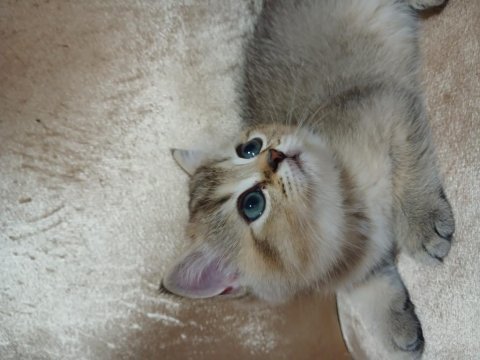 Safkan bırıtısh yavru
