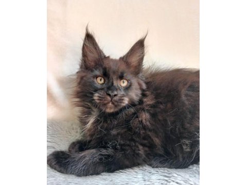 Sadece bu ırkın değerini bilen ailelere safkan maine coon