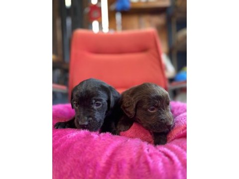 Asil rehber köpek labrador