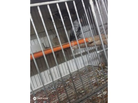Irk değişikliği için cennet papağanlar