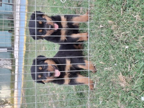 Safkan macar koca kafa küt burun rottweiler yavrular
