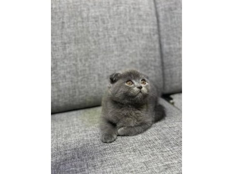 Scottish fold yavrularımız yeni yuvalarını arıyorlar