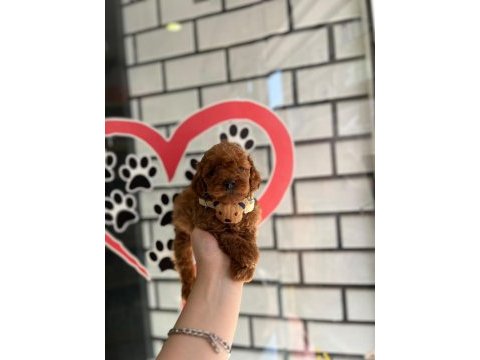 Poodle yavrularımız teslime hazır kalitenin tek adresi