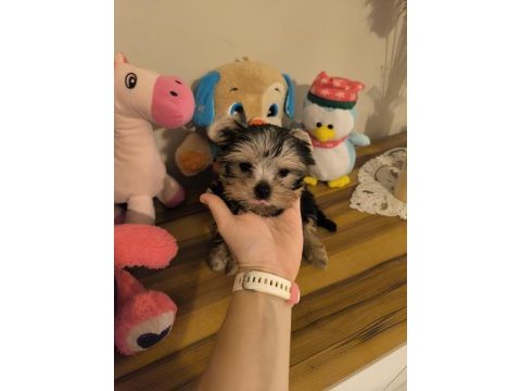 Küt burun tea cup erkek yorkshire terrier yavrumuz