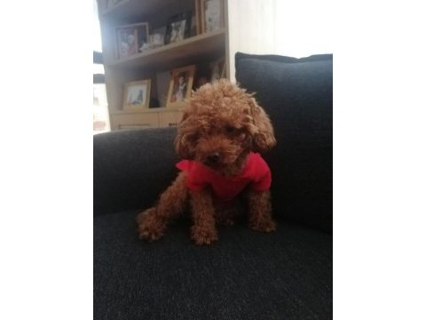 Köpeğimiz kukiş