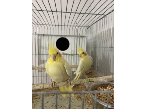 Uyguna lutino kırmızı göz çift sultan papağanı