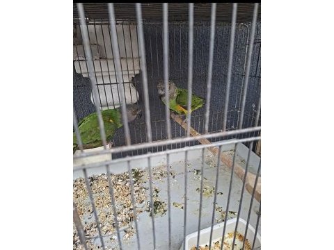 Takım senegal papağanı