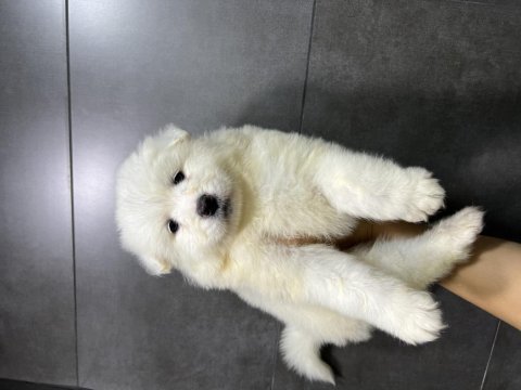 Kar top samoyed yavruları teslime hazır