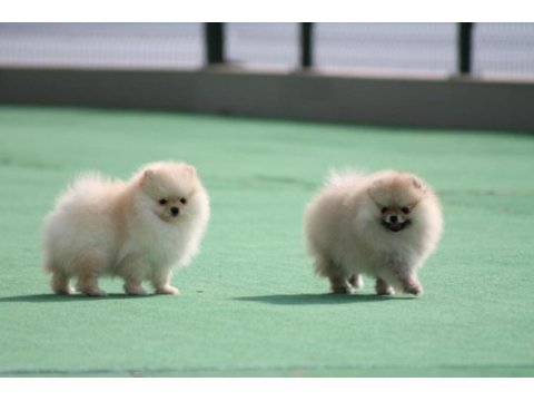 Pomeranian boo yavrular anne baba şecereli
