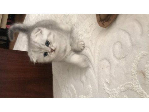 Scottish fold silver erkek yavrumuz teslime hazır