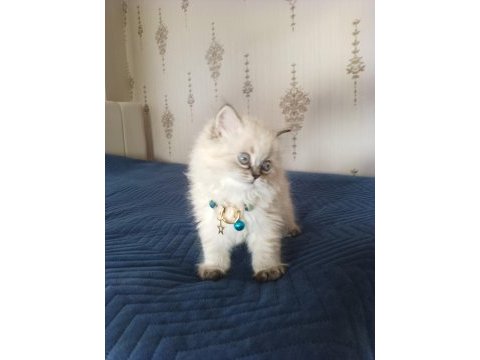 Pofuduk pati british longhair