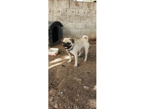 2 yaşında ilk çiftleşme oldu saf kan pug