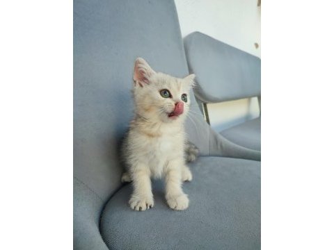 Pembe burun yeşil göz british shorthair prenses