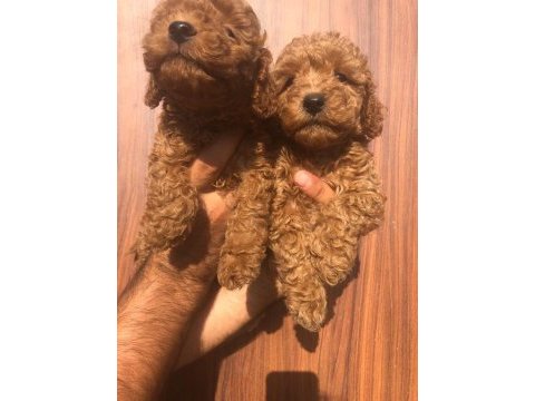 A kalite toy poodle yavrularım