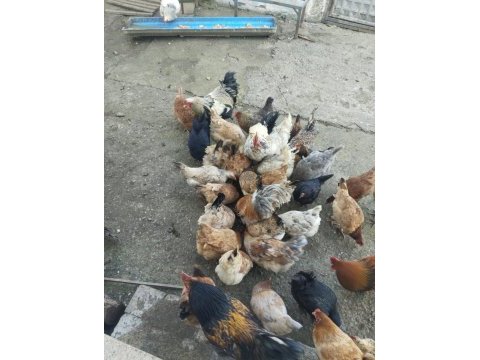 Yüksek yumurta verimli köy tavuklarının civcivleri