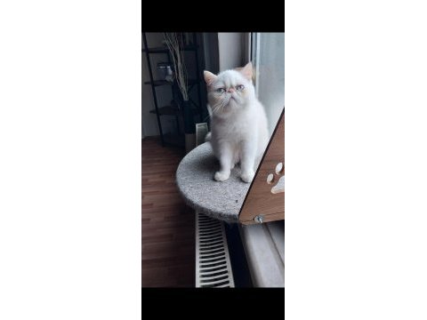 Erkek exotic shorthair