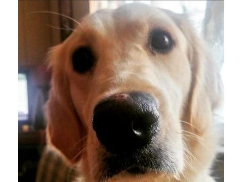 Ücretsiz golden retriever sahiplendirilecektir