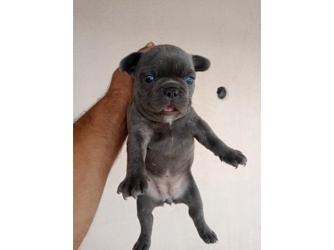 Blue french bulldog yavrular