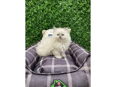 British longhair blue point yavrularımız