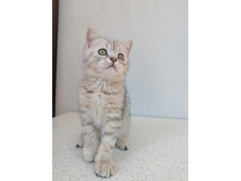 Kedimiz lokum un 4 adet british shorthair yavrusu