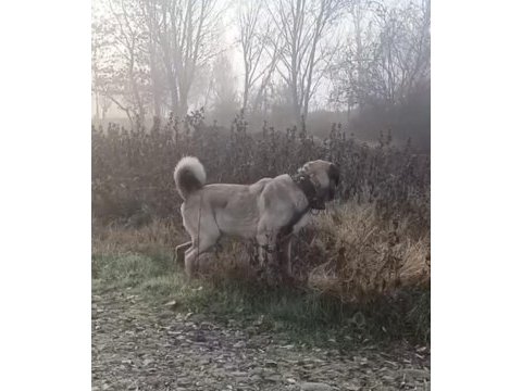 15 aylık erkek aslan köpeğimiz