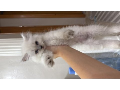 British longhair chocolate point erkek yavru