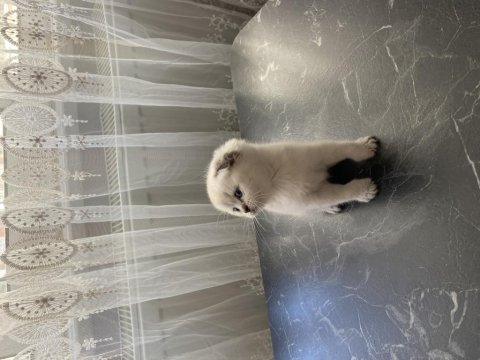 Saf kan anne babadan 1,5 aylık british longhair bebekler