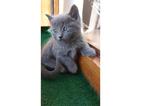 Evinize neşe ve huzur istiyorsanız british shorthair