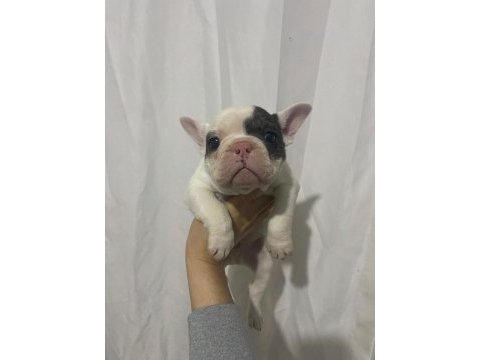 Sağlık garantili french bulldog yavrular