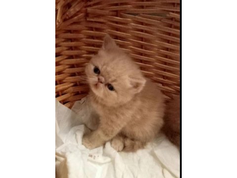 Küçük garfield kedimiz başka bir aileye gitmeye hazır