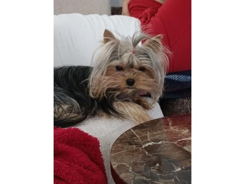 Safkan yorkshire terrier yavruları