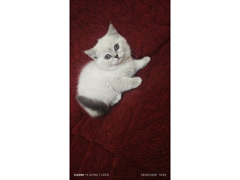 Mama karşılığı yavru kedimiz