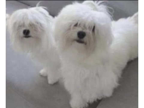 Safkan maltese terrier yavruları