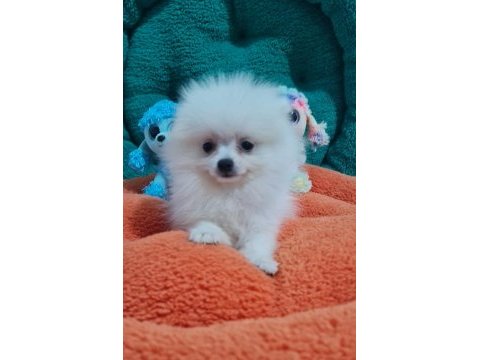 Şecereli teacup pomeranian yavrularımız