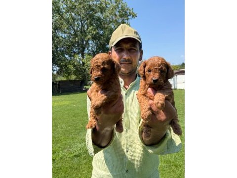 Toy poodle yavrularımız bir birinden güzel