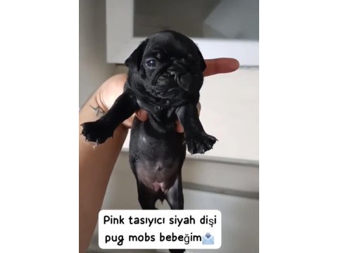 Egzotik pink taşıyıcı pug yavrular garantilidir