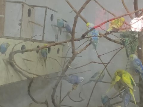 Muhabbet kuşu çiftimiz