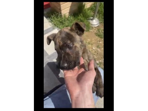 Güzel yapılı aşılı 3 aylık presa canario