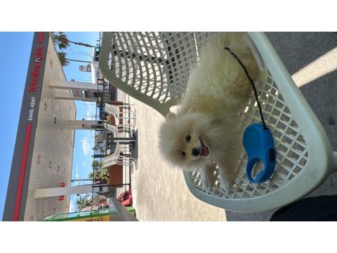 3 aylık pomeranian