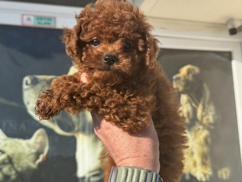 Show kalite redbrown toy poodle ziyarete açık
