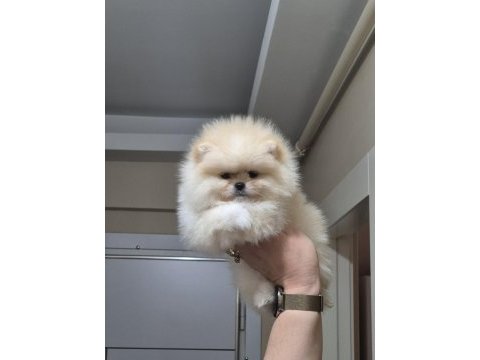 Orijinal ırk pomeranian boo sıfır burun