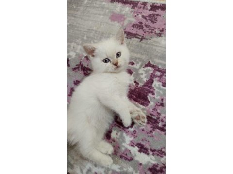 2 aylık british bebek kedilerimiz