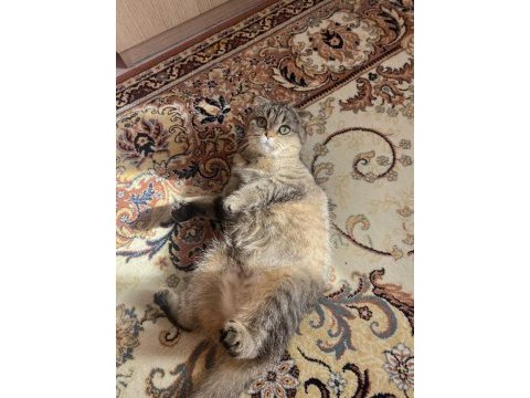 Yavru kırık kulak scottish fold