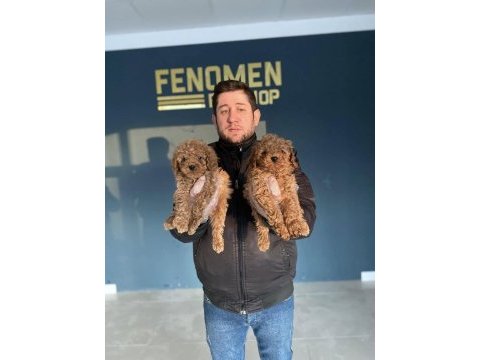 En güzel toy poodle yavrular magazamızda canlı görün