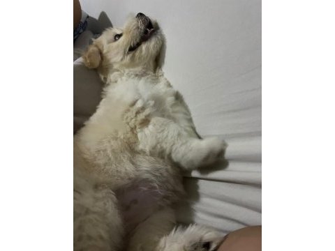Küçük sevgi dolu köpeğimize ömürlük yuva arıyoruz