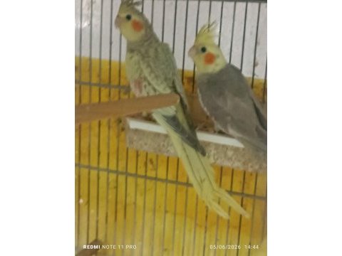 Hobiciden bebek sultan papağanlar
