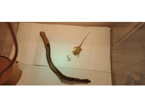Silkback sakallı ejder (nadir morph)